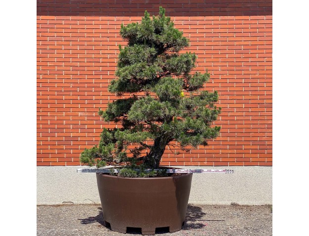 Pinus thunbergii kotobuki - Pin noir %separator% %category% 2
