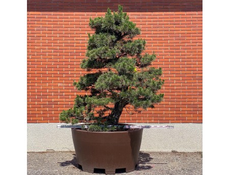 Pinus thunbergii kotobuki - Pin noir %separator% %category%