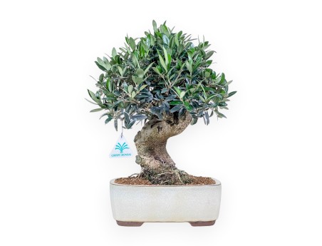 Bonsai di Olea europaea %separator% %category%