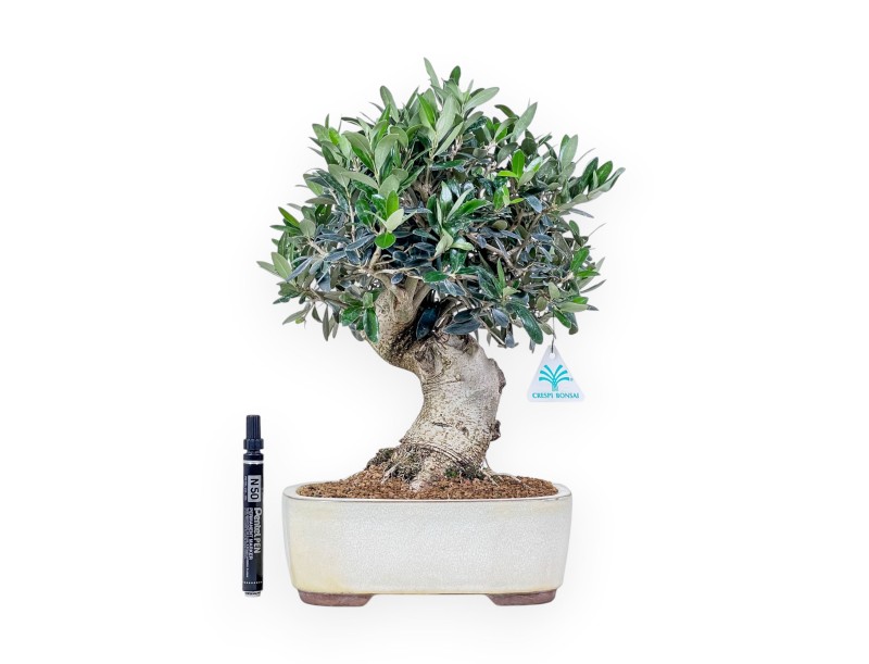 Bonsai di Olea europaea %separator% %category%
