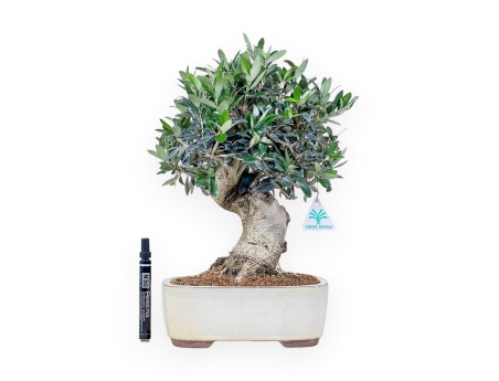 Bonsai aus Olea europaea %separator% %category%