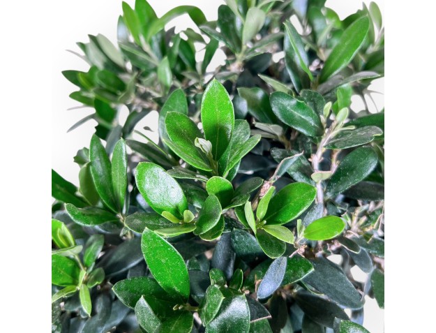 Bonsai aus Olea europaea %separator% %category% 2