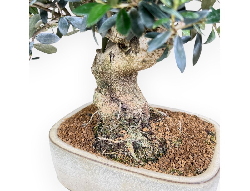 Bonsai di Olea europaea %separator% %category%