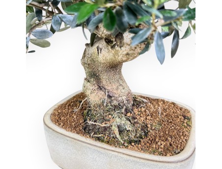 Bonsai aus Olea europaea %separator% %category%