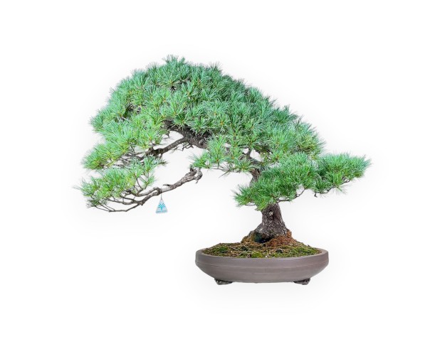 Bonsai di Pinus pentaphylla %separator% %category% conifere