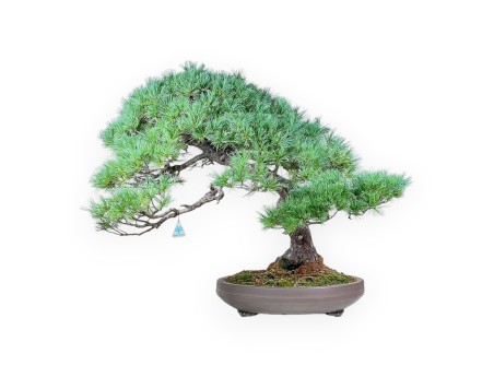 Pinus pentaphylla bonsai %separator% %category% conifers