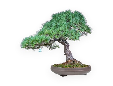 Bonsái de Pinus pentaphylla %separator% %category% coníferas