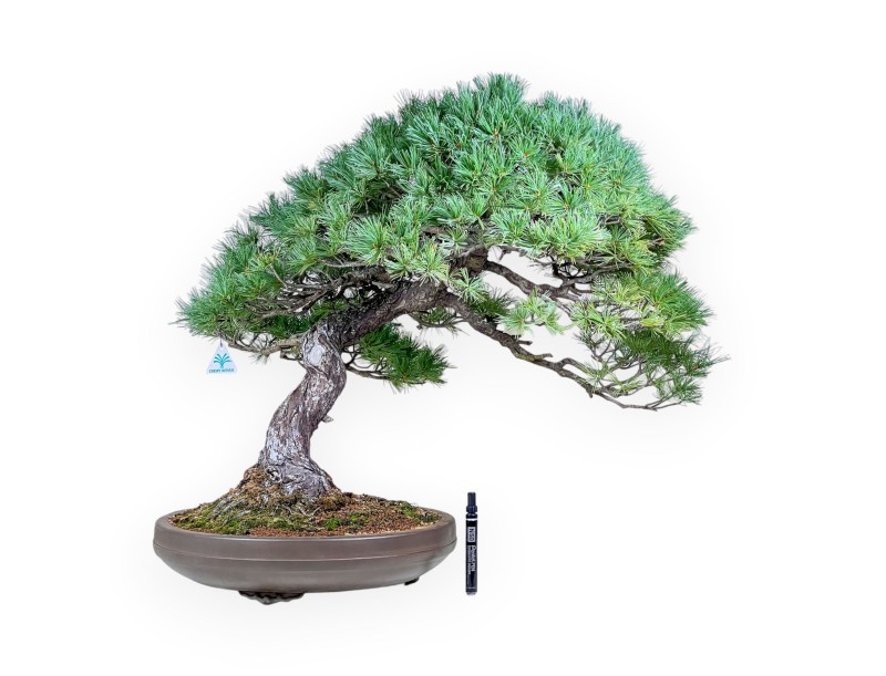 Bonsai van Pinus pentaphylla %separator% %category% naaldbomen