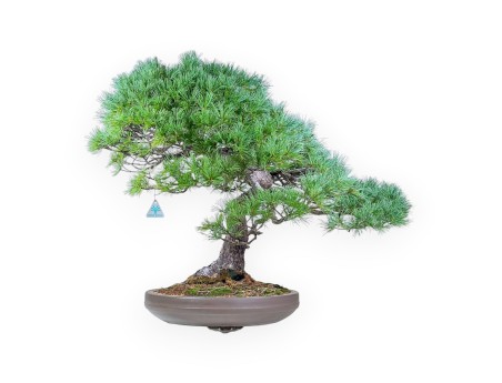 Pinus pentaphylla bonsai %separator% %category% conifers