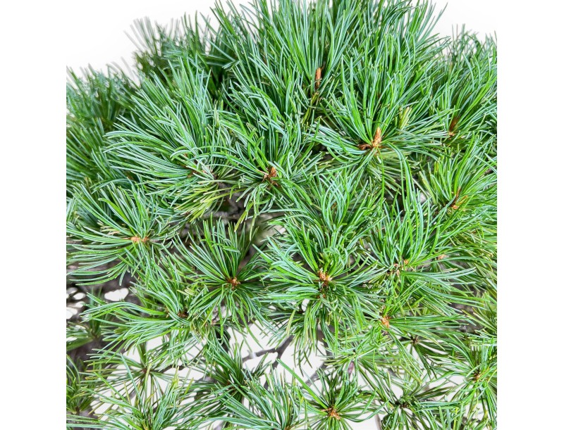 Pinus pentaphylla bonsai %separator% %category% conifers