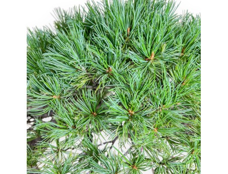 Bonsaï de Pinus pentaphylla %separator% %category% conifères
