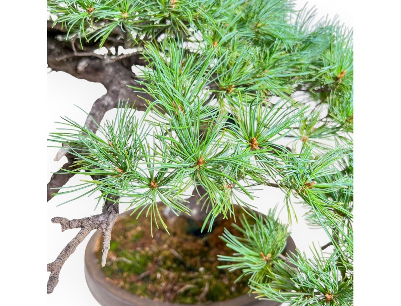 Pinus pentaphylla Bonsai %separator% %category% Nadelbäume