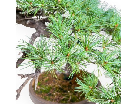 Bonsai di Pinus pentaphylla %separator% %category% conifere