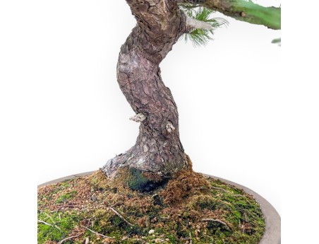 Bonsaï de Pinus pentaphylla %separator% %category% conifères