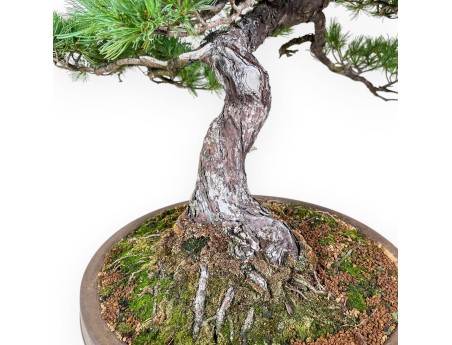 Bonsái de Pinus pentaphylla %separator% %category% coníferas