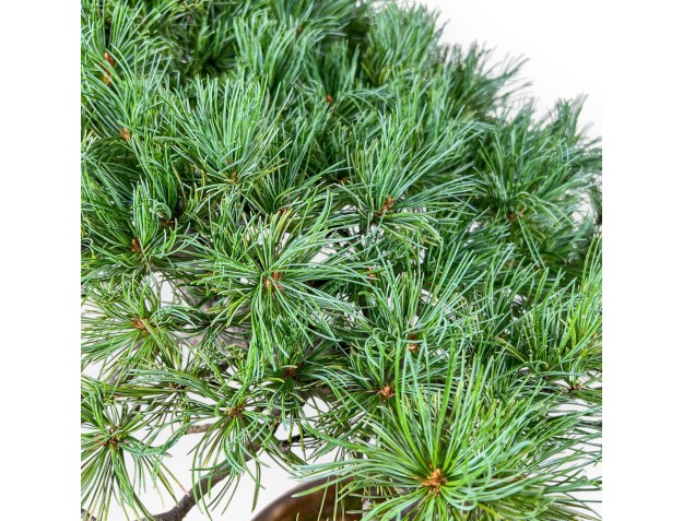 Bonsái de Pinus pentaphylla %separator% %category% coníferas 2
