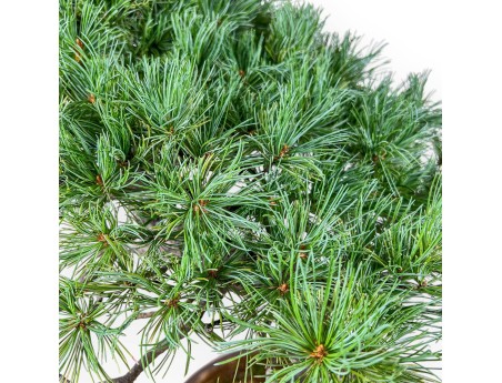 Bonsái de Pinus pentaphylla %separator% %category% coníferas