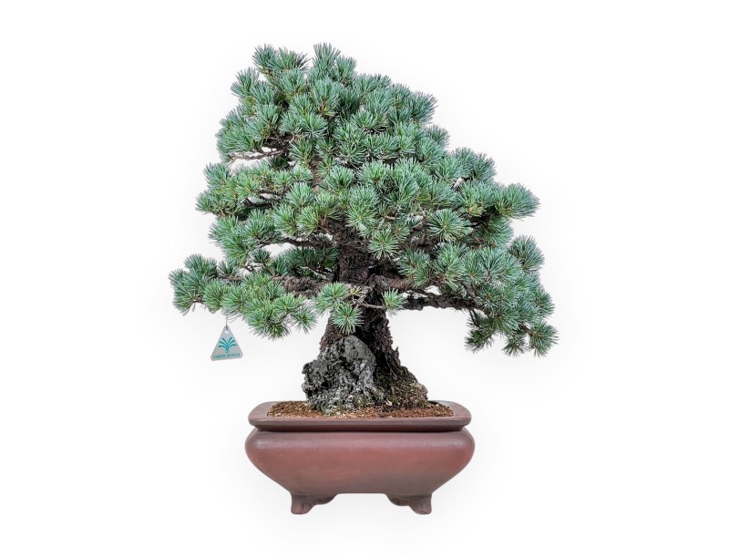 Pinus pentaphylla miniazuma Bonsai %separator% %category% Nadelbäume