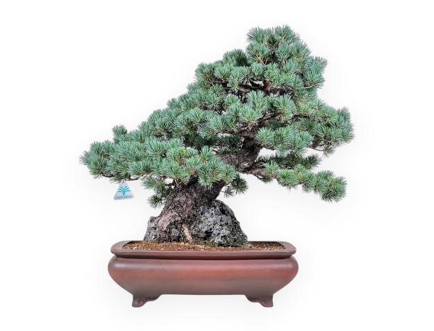 Bonsái de Pinus pentaphylla miniazuma %separator% %category% coníferas