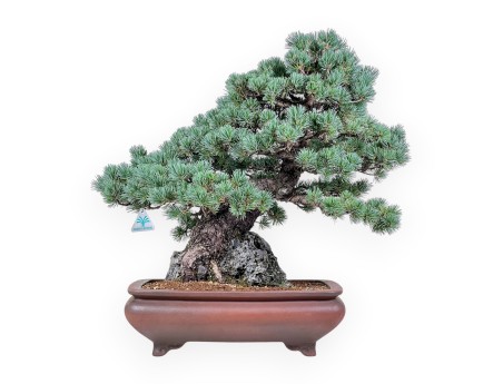 Bonsái de Pinus pentaphylla miniazuma %separator% %category% coníferas