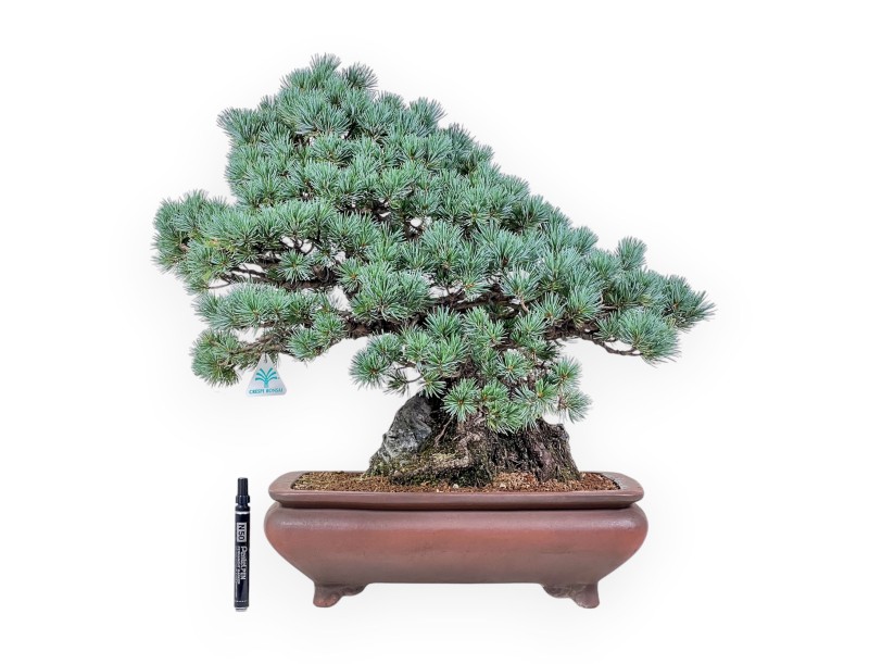 Bonsai van Pinus pentaphylla miniazuma %separator% %category% coniferen