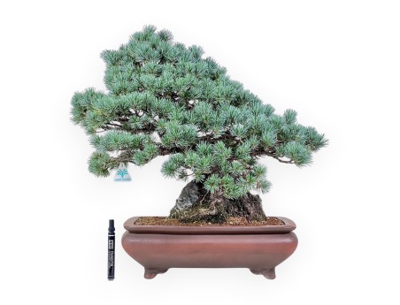 Pinus pentaphylla miniazuma Bonsai %separator% %category% Nadelbäume