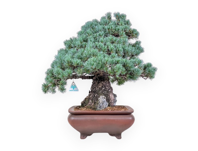 Bonsaï de Pinus pentaphylla miniazuma %separator% %category% conifères