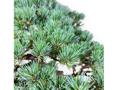 Pinus pentaphylla miniazuma Bonsai %separator% %category% Nadelbäume