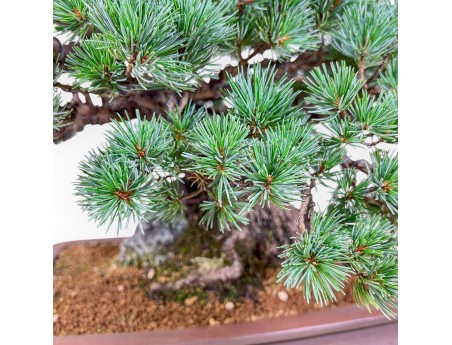 Pinus pentaphylla miniazuma bonsai %separator% %category% conifers
