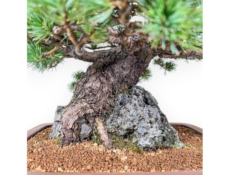Pinus pentaphylla miniazuma bonsai %separator% %category% conifers