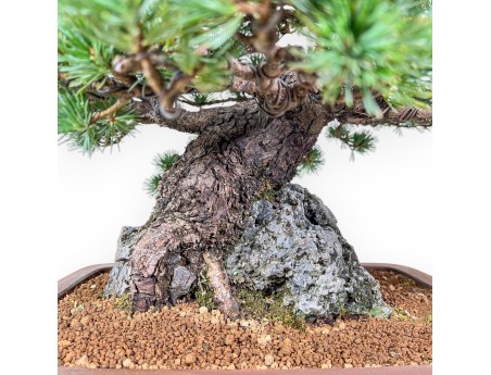 Bonsai van Pinus pentaphylla miniazuma %separator% %category% coniferen