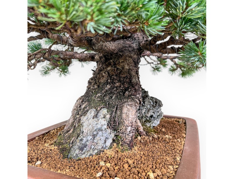 Pinus pentaphylla miniazuma Bonsai %separator% %category% Nadelbäume