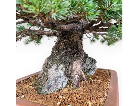 Pinus pentaphylla miniazuma Bonsai %separator% %category% Nadelbäume