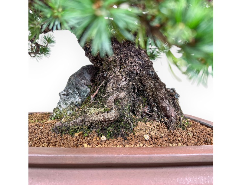 Bonsai di Pinus pentaphylla miniazuma %separator% %category% conifere