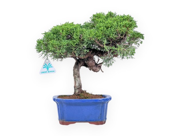 Bonsai di Juniperus chinensis itoigawa %separator% %category%