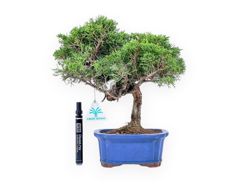 Bonsái de Juniperus chinensis itoigawa %separator% %category%