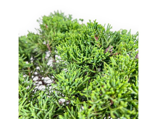 Bonsai aus Juniperus chinensis itoigawa %separator% %category% 2