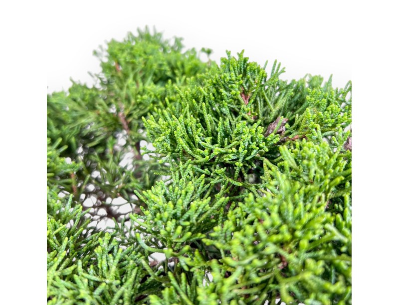 Bonsai di Juniperus chinensis itoigawa %separator% %category%