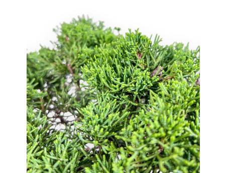 Bonsái de Juniperus chinensis itoigawa %separator% %category%