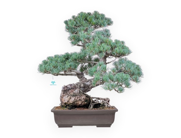 Pinus pentaphylla-Bonsai %separator% %category%