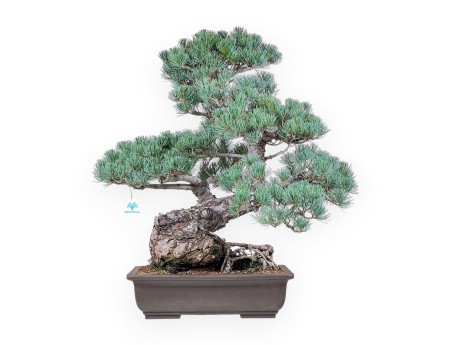 Bonsaï de Pinus pentaphylla %separator% %category%