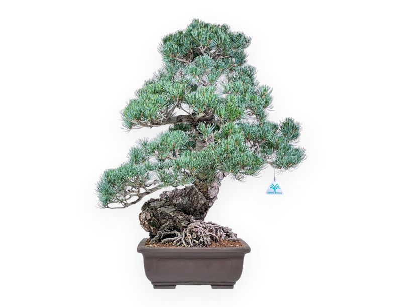 Bonsái de Pinus pentaphylla %separator% %category%