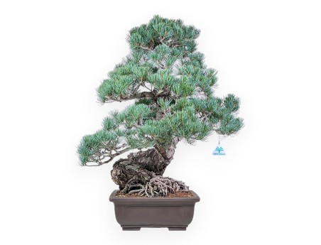 Bonsái de Pinus pentaphylla %separator% %category%