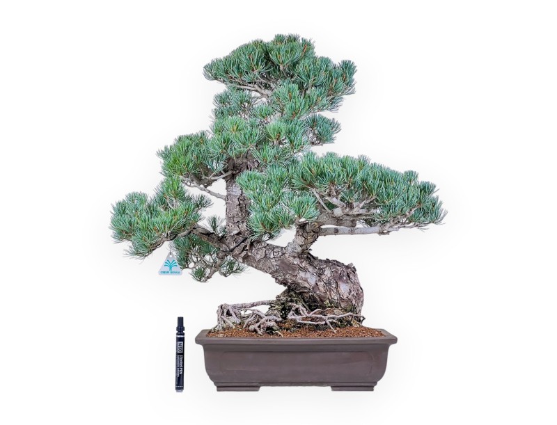 Bonsaï de Pinus pentaphylla %separator% %category%
