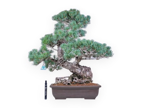 Bonsai di Pinus pentaphylla %separator% %category%