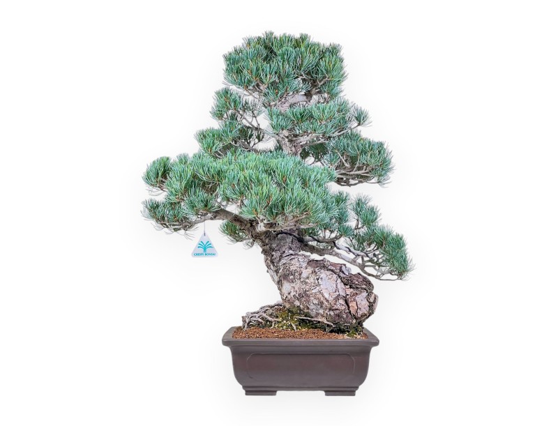 Pinus pentaphylla bonsai %separator% %category%