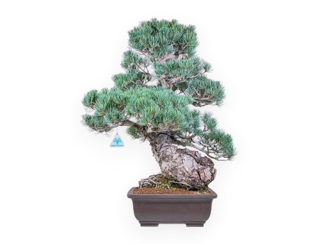Pinus pentaphylla bonsai %separator% %category%