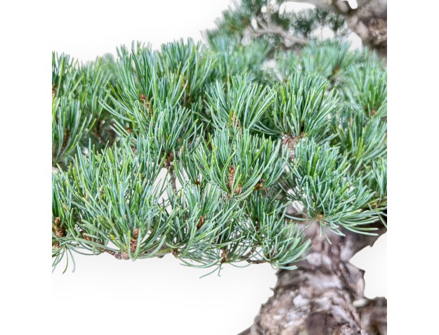 Pinus pentaphylla-bonsai %separator% %category% 2