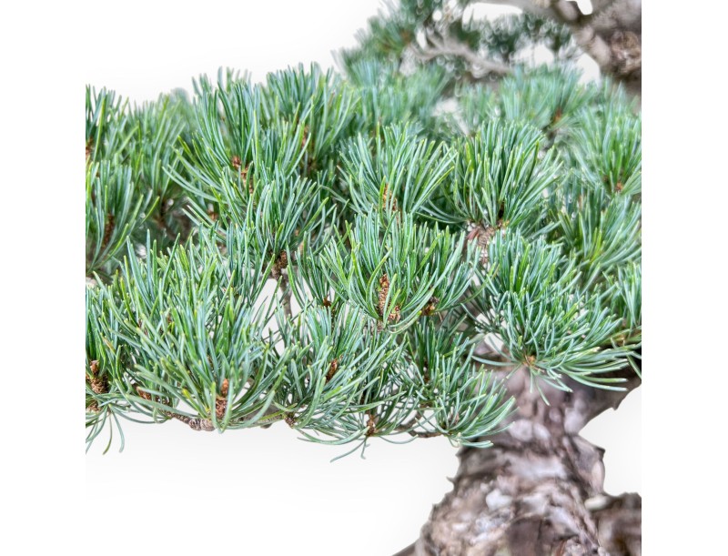 Bonsaï de Pinus pentaphylla %separator% %category%