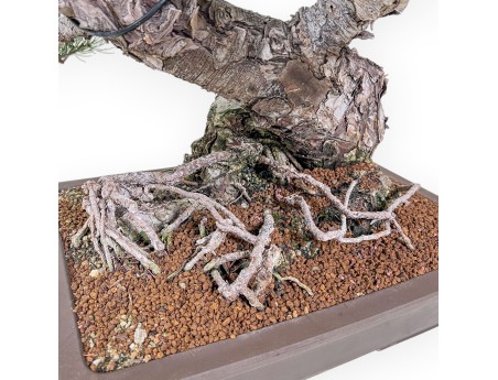 Bonsai di Pinus pentaphylla %separator% %category%